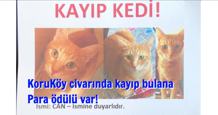 Bu Kediyi Görüp Bilgi Verene Ödül var !