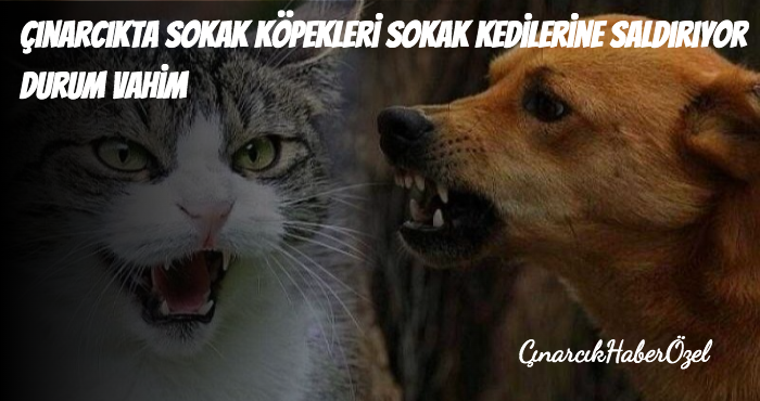 Gazetemize Yapılan İhbar Durumun Ciddi Olduğu Yönünde